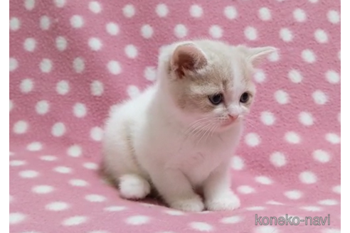 成約済の愛知県のスコティッシュフォールド-86127の4枚目